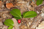 Eastern teaberry <BR>Wintergreen